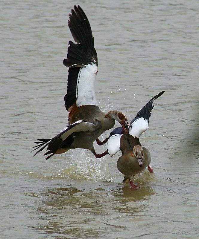 kolganse baklei.jpg - Twee kolgans mannetjies baklei